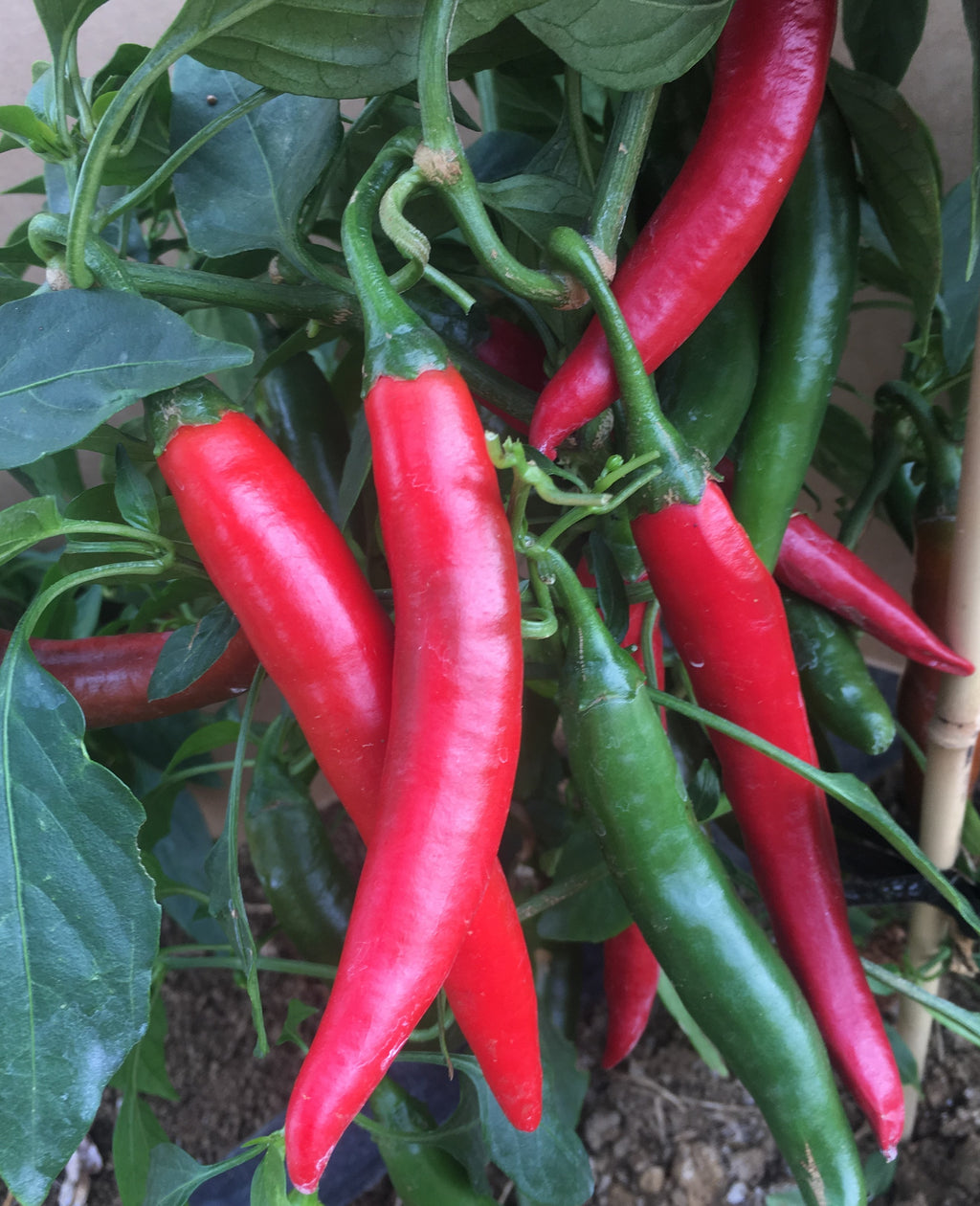 Capsicum Chilli - BLAZE