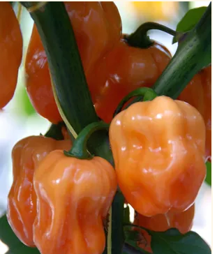 Capsicum Chilli - HABANERO PINK