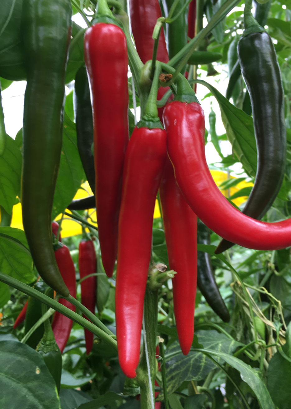 Capsicum Chilli - SATURDAY NIGHT FEVER