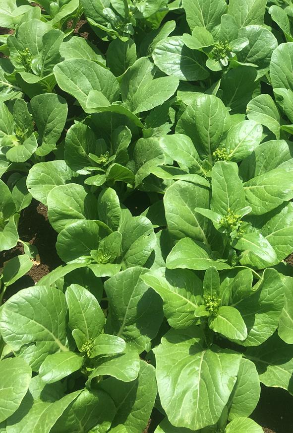 Chinese Greens Choy Sum - BRISK