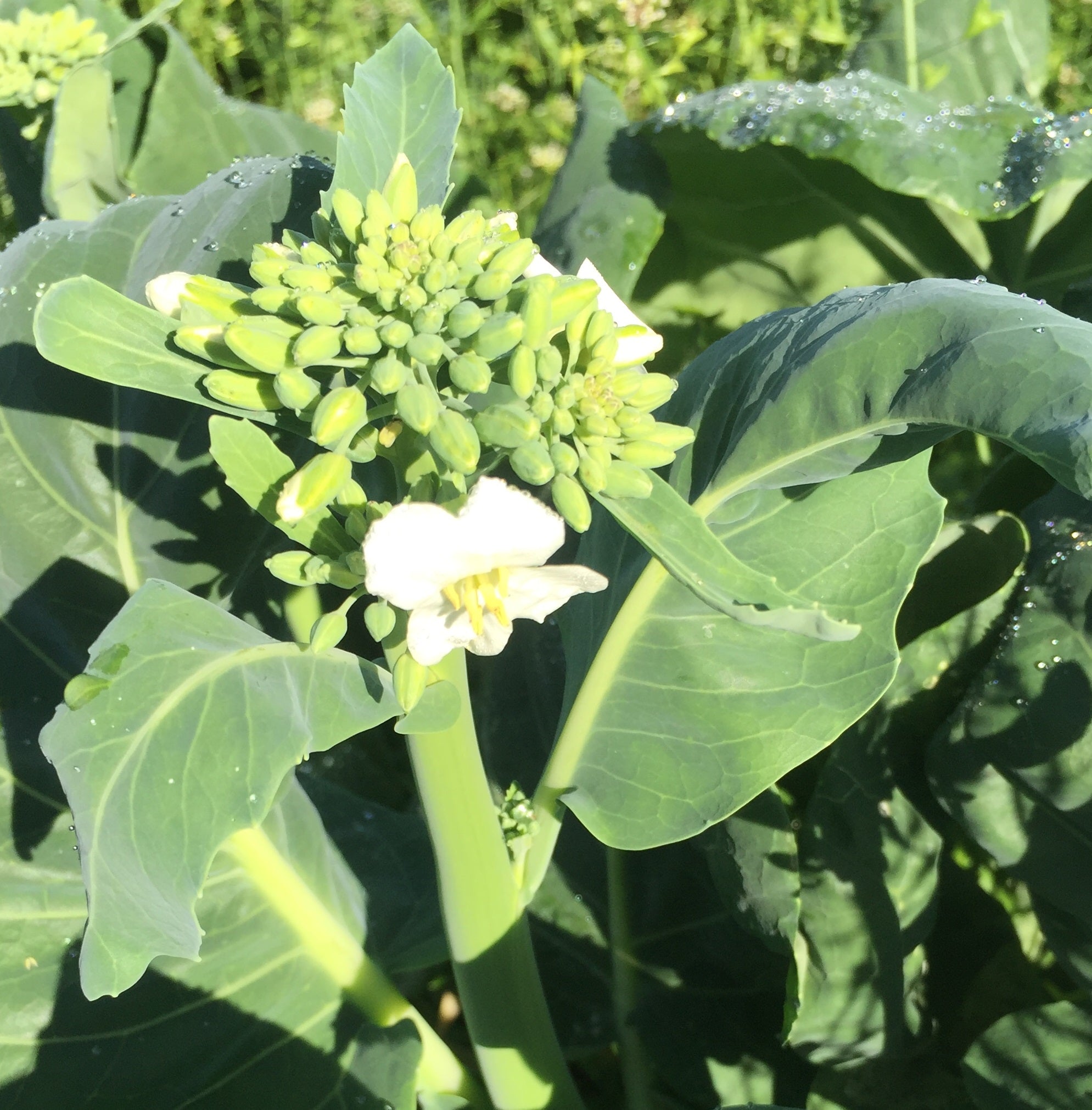 Chinese Greens Kailaan - YOSHI