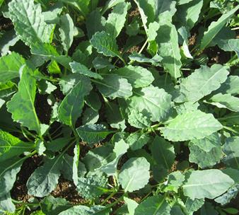 Chinese Greens Babyleaf - CAVOLO NERO