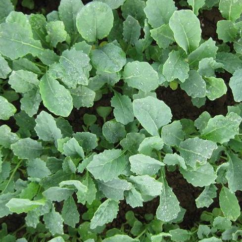 Chinese Greens Babyleaf - CAVOLO NERO
