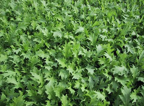 Chinese Greens Babyleaf - MIZUNA