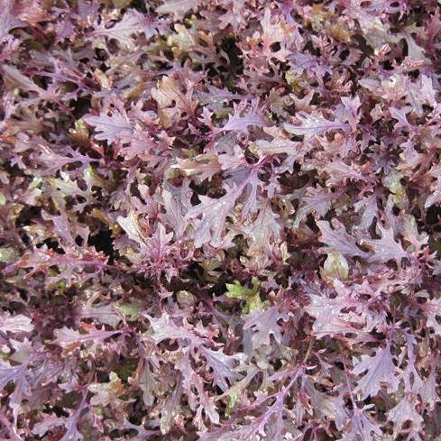 Chinese Greens Babyleaf - RED DUCHESS