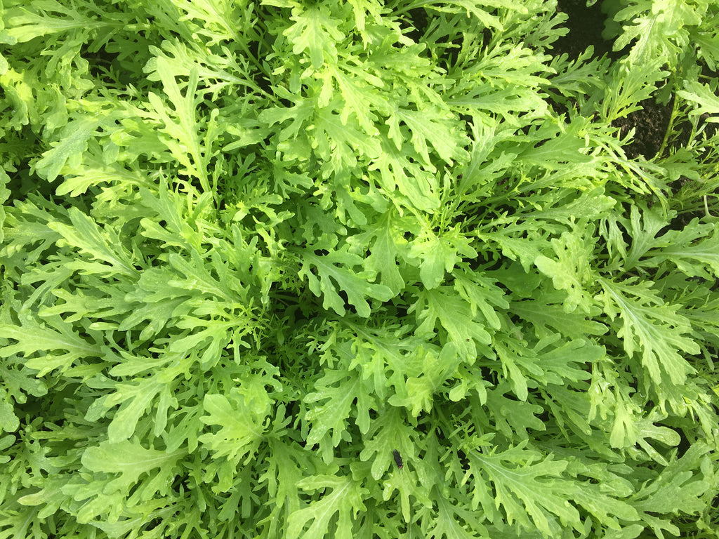 Chinese Greens Babyleaf - TICKLER