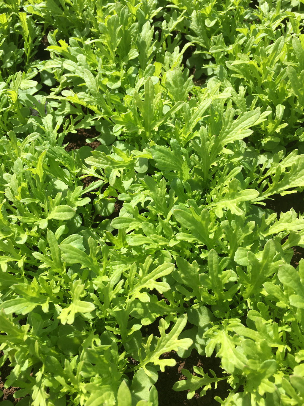Chinese Greens Babyleaf - TICKLER