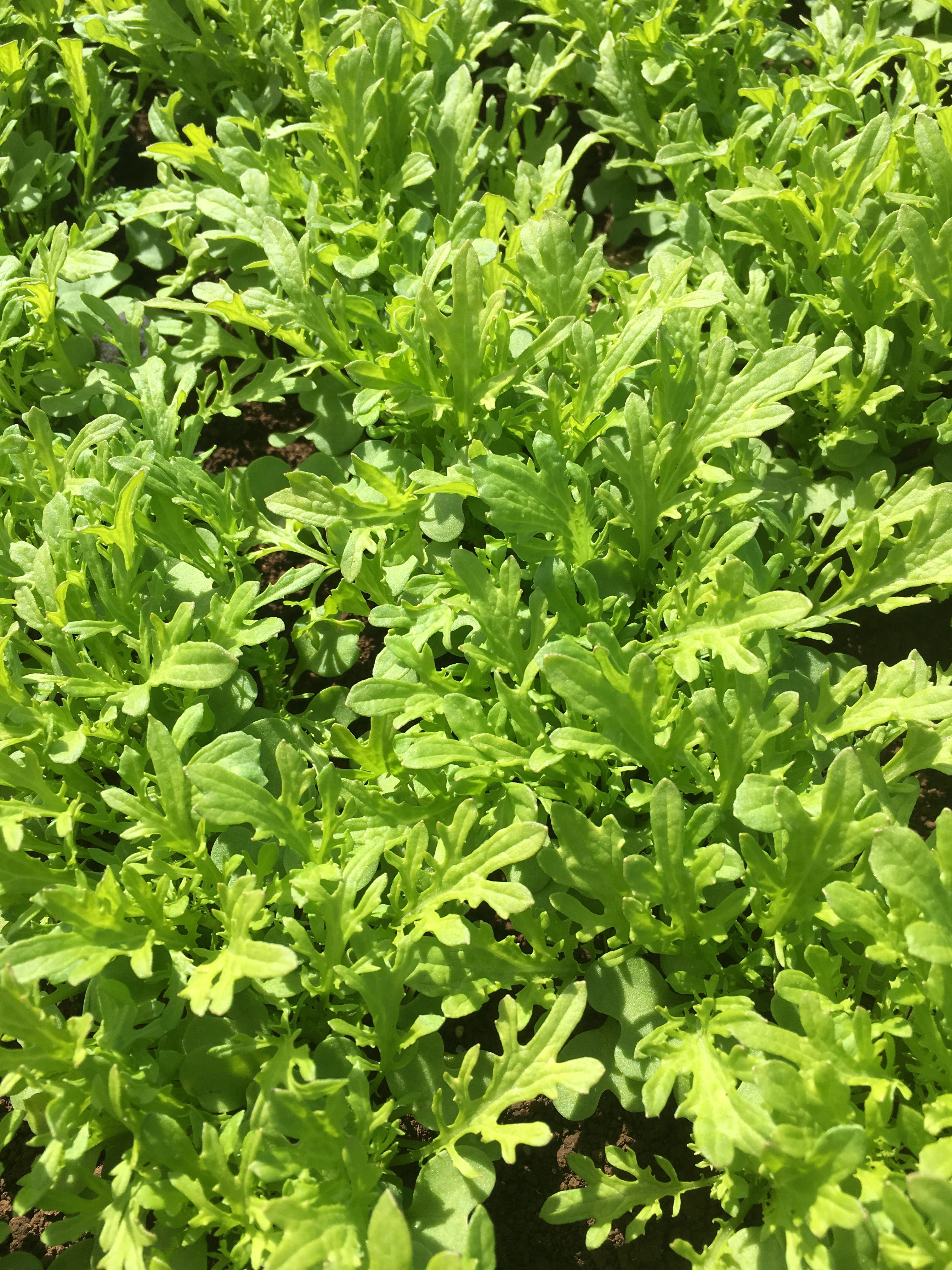 Chinese Greens Babyleaf - TICKLER