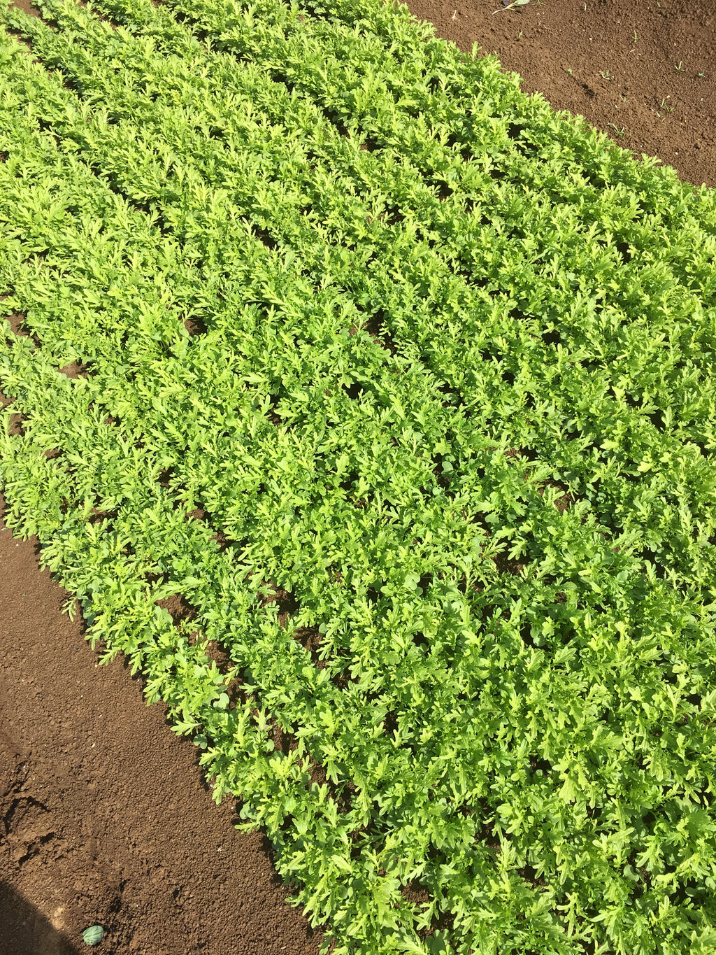 Chinese Greens Babyleaf - TICKLER
