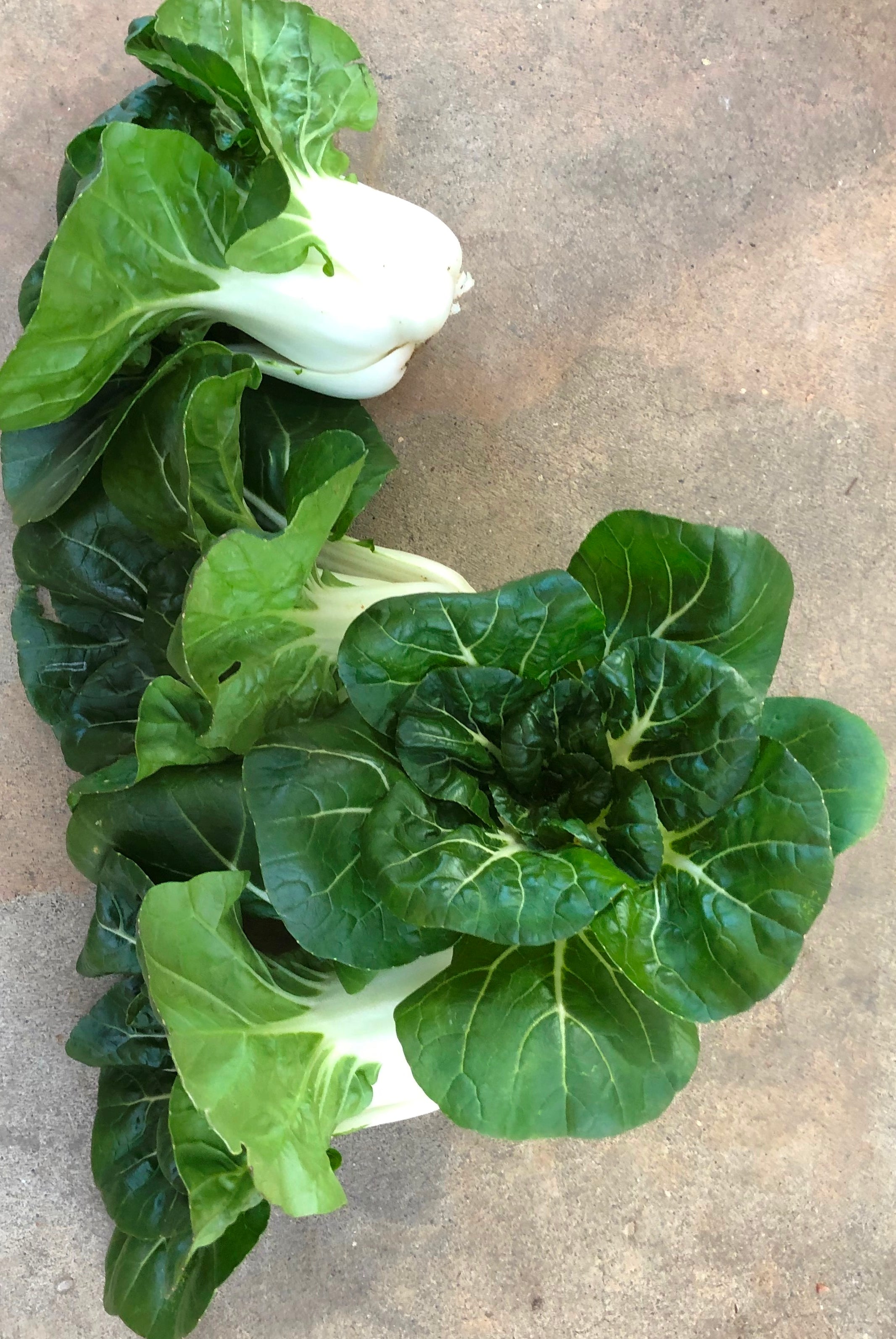 Chinese Greens Pak Choi - TWEAK