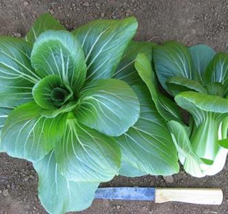 Chinese Greens Pak Choi - SHOWMAN