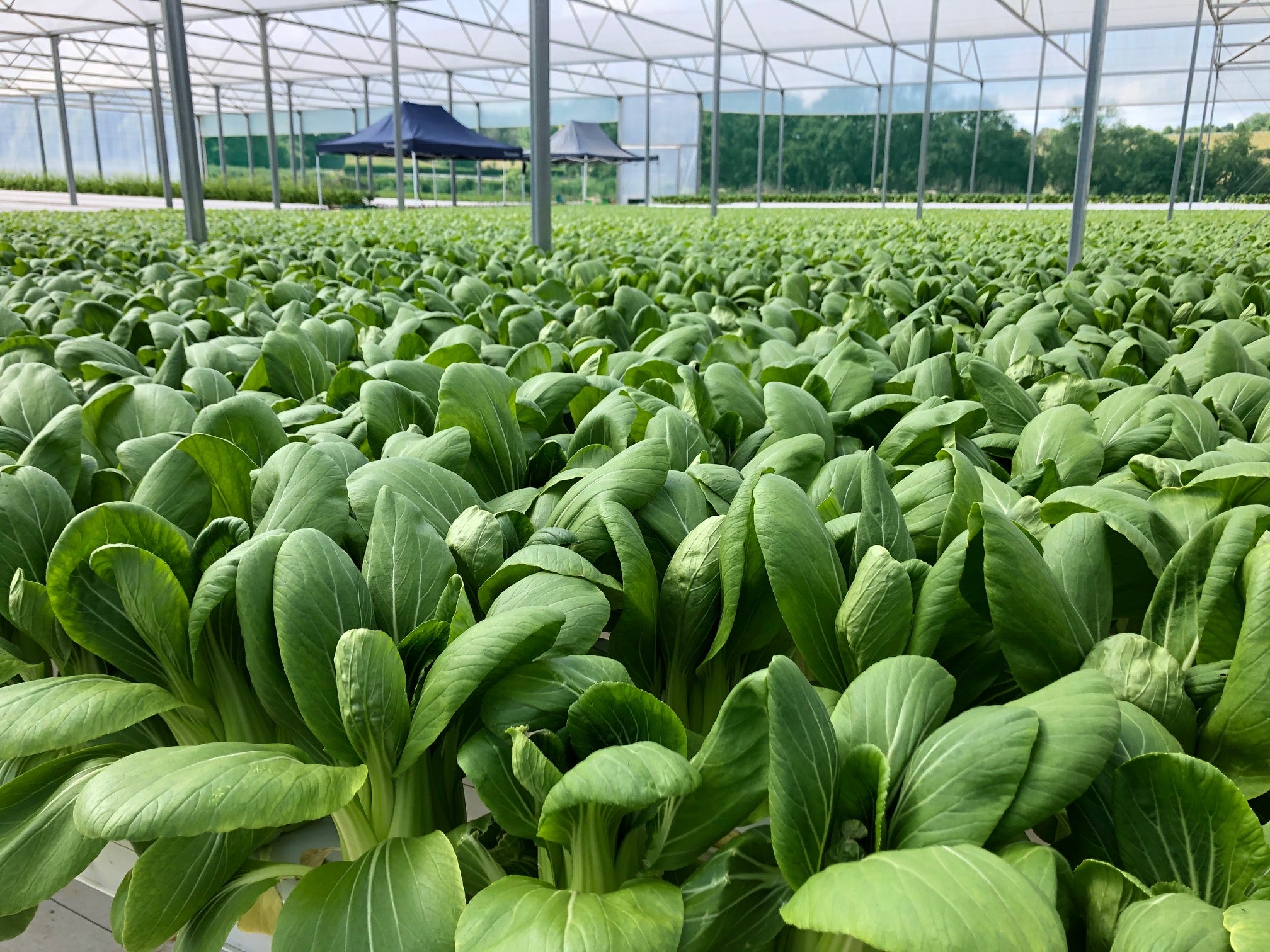 Chinese Greens Pak Choi - SHOWMAN