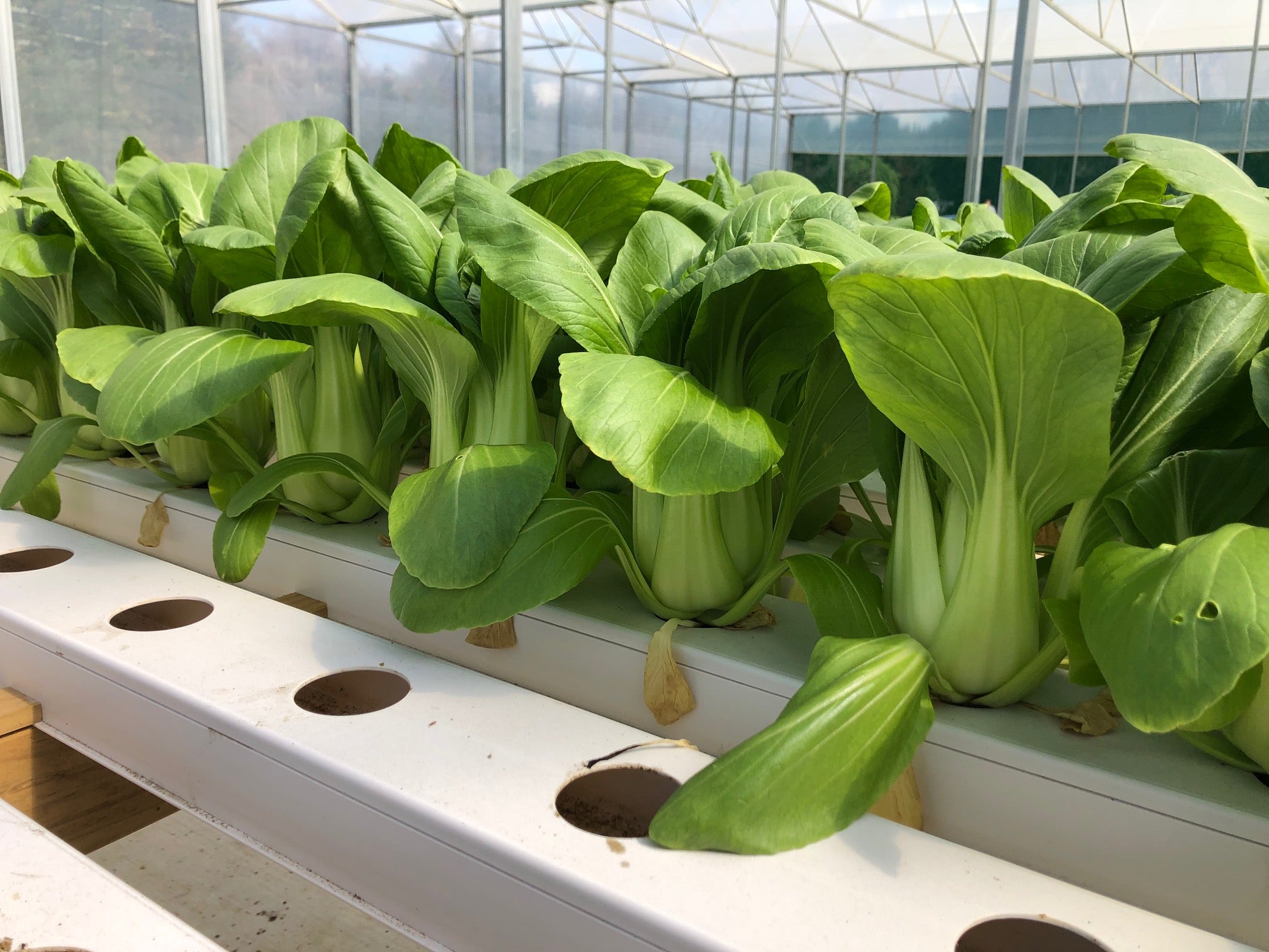 Chinese Greens Pak Choi - SHOWMAN