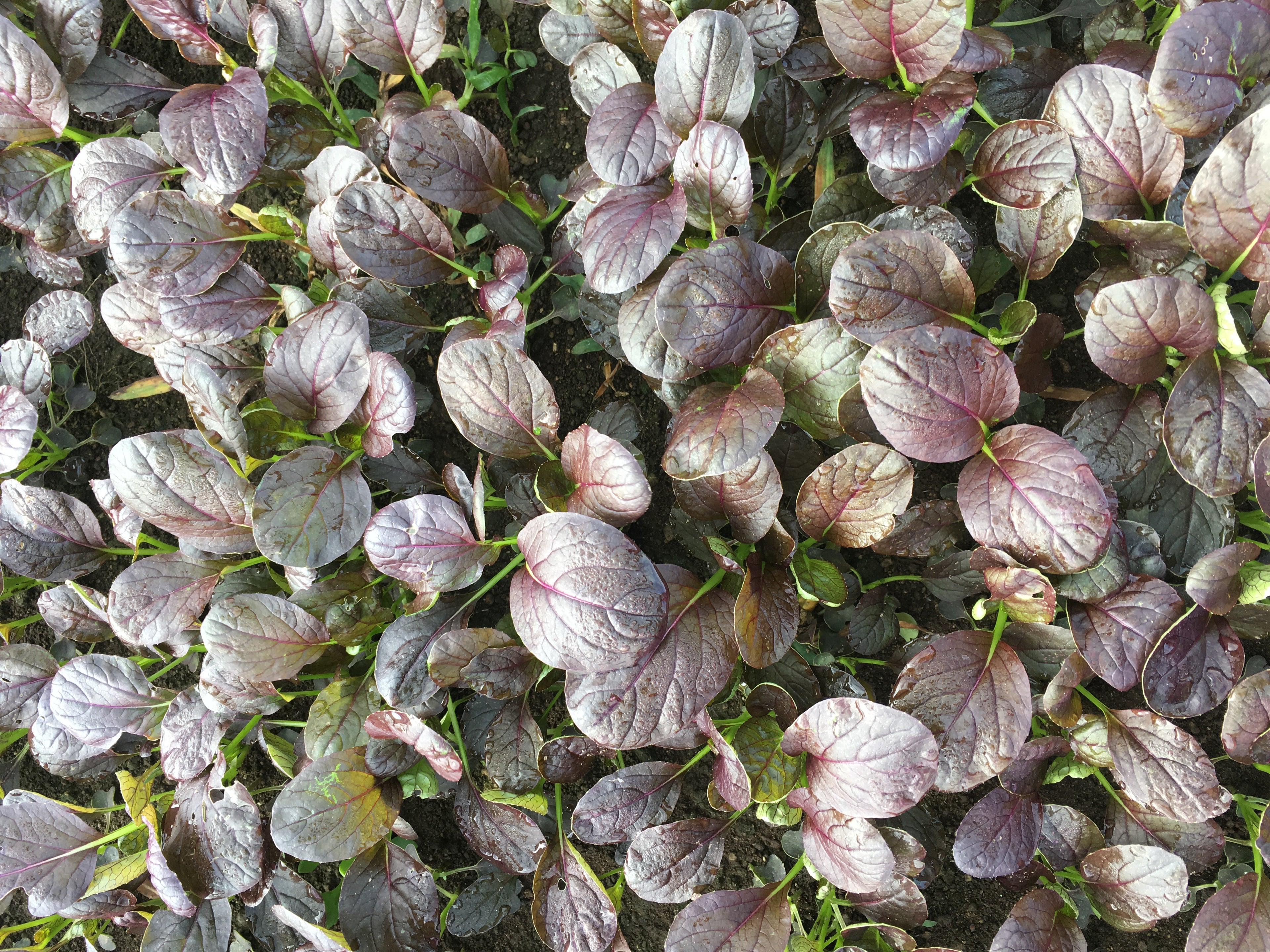 Chinese Greens Babyleaf - RED TSAR
