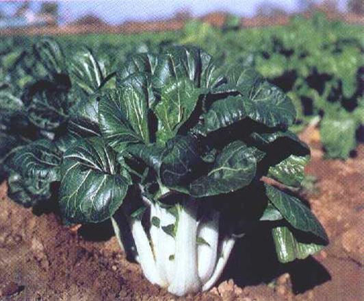 Chinese Greens Pak Choi - JOI CHOI