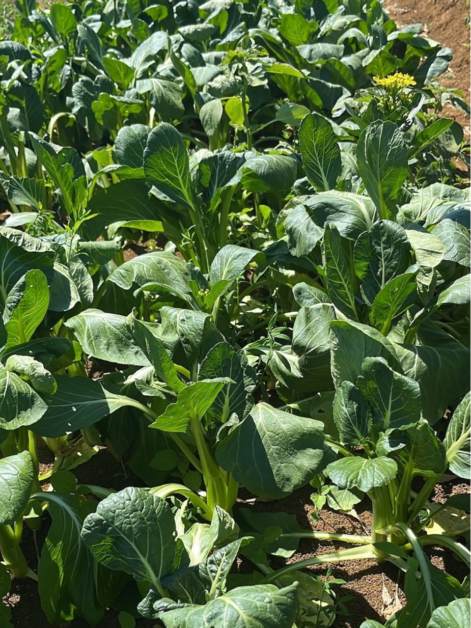 Chinese Greens Choy Sum - PEPPY
