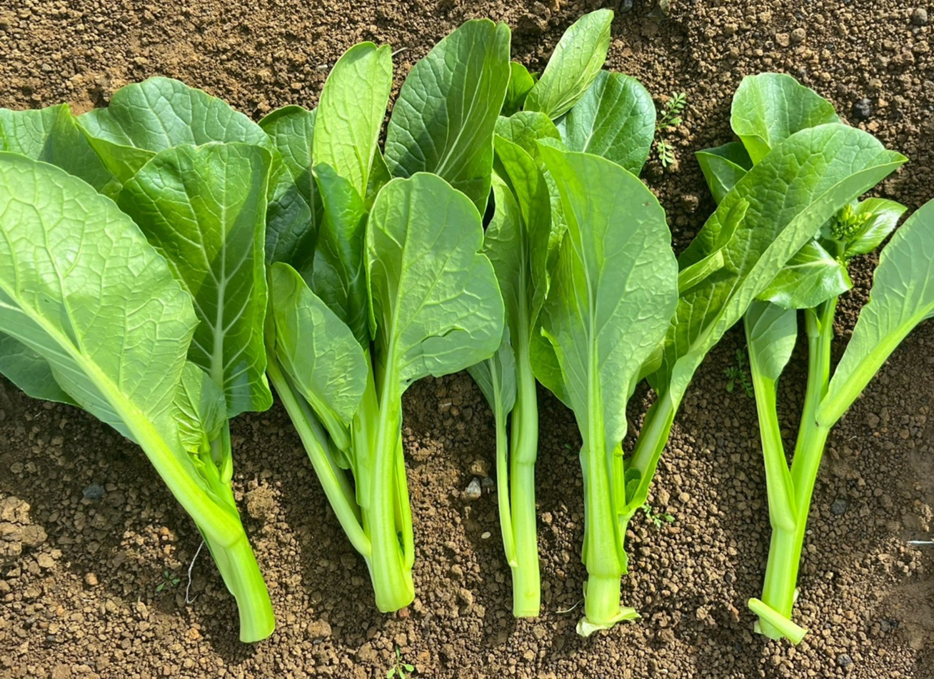 Chinese Greens Choy Sum - PERKY