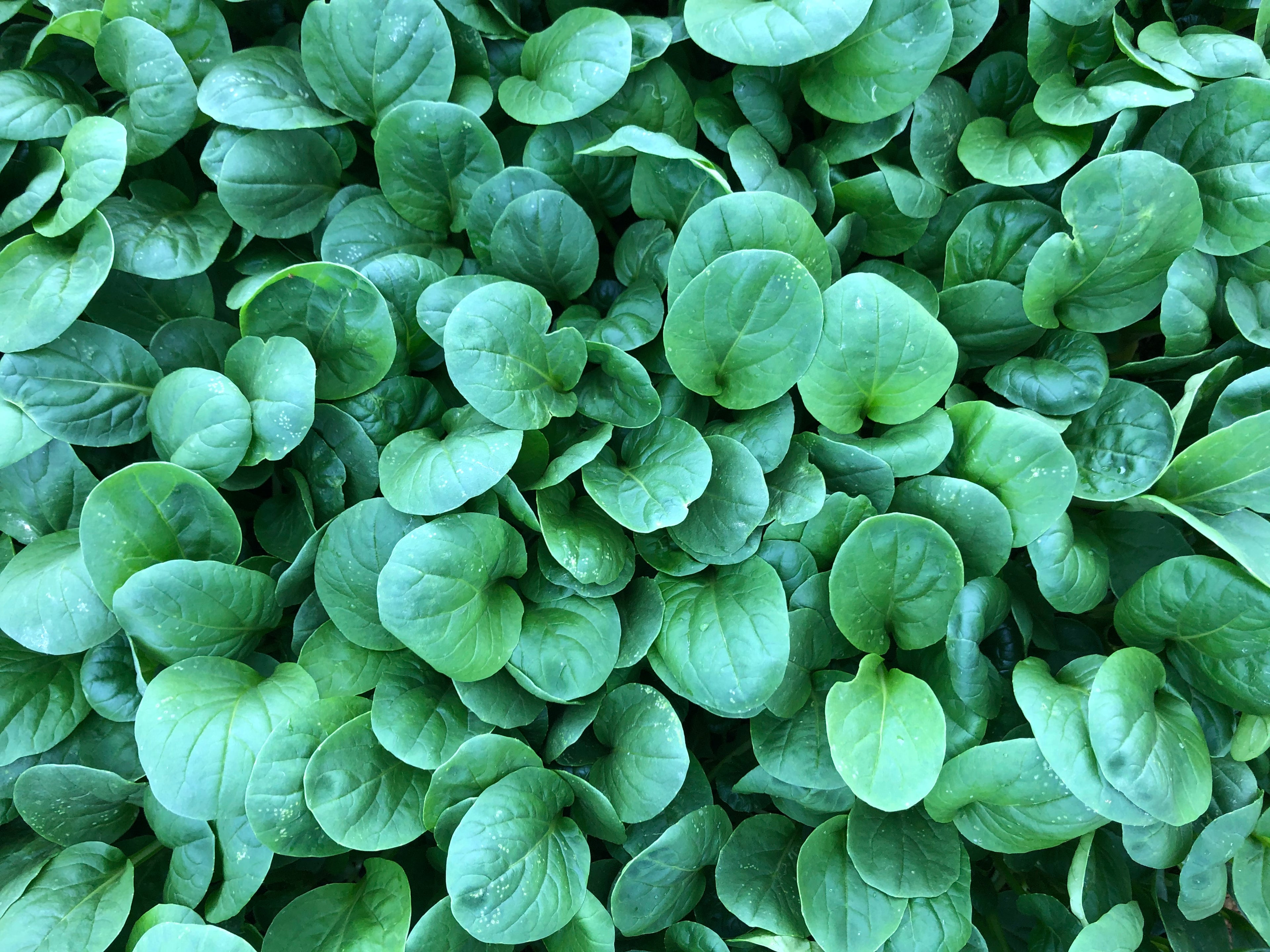 Chinese Greens Babyleaf - PLAZA
