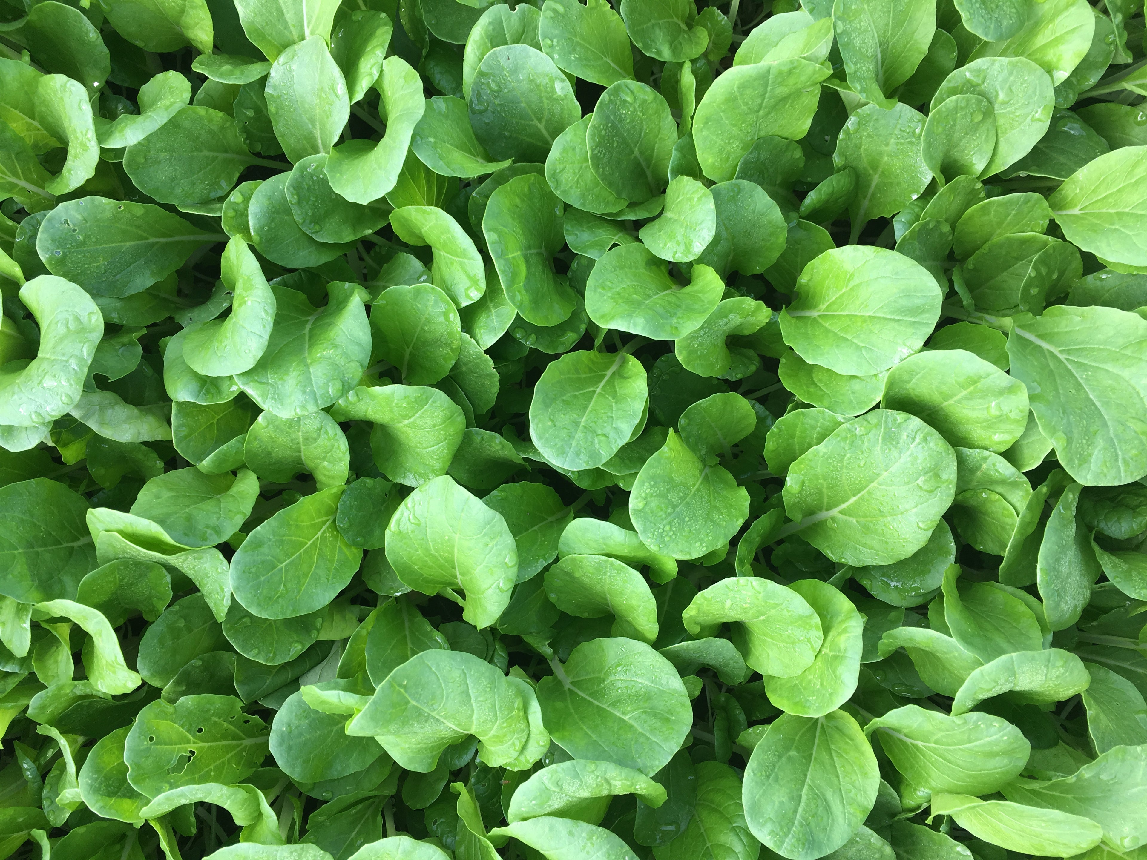 Chinese Greens Babyleaf - MINTY