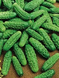 Cucumber Gherkin - SASKWATCH