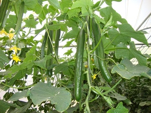 Cucumber Telegraph - TARAY