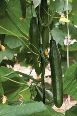 Cucumber Telegraph - TARAY