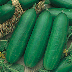 Cucumber Mini - ELATED