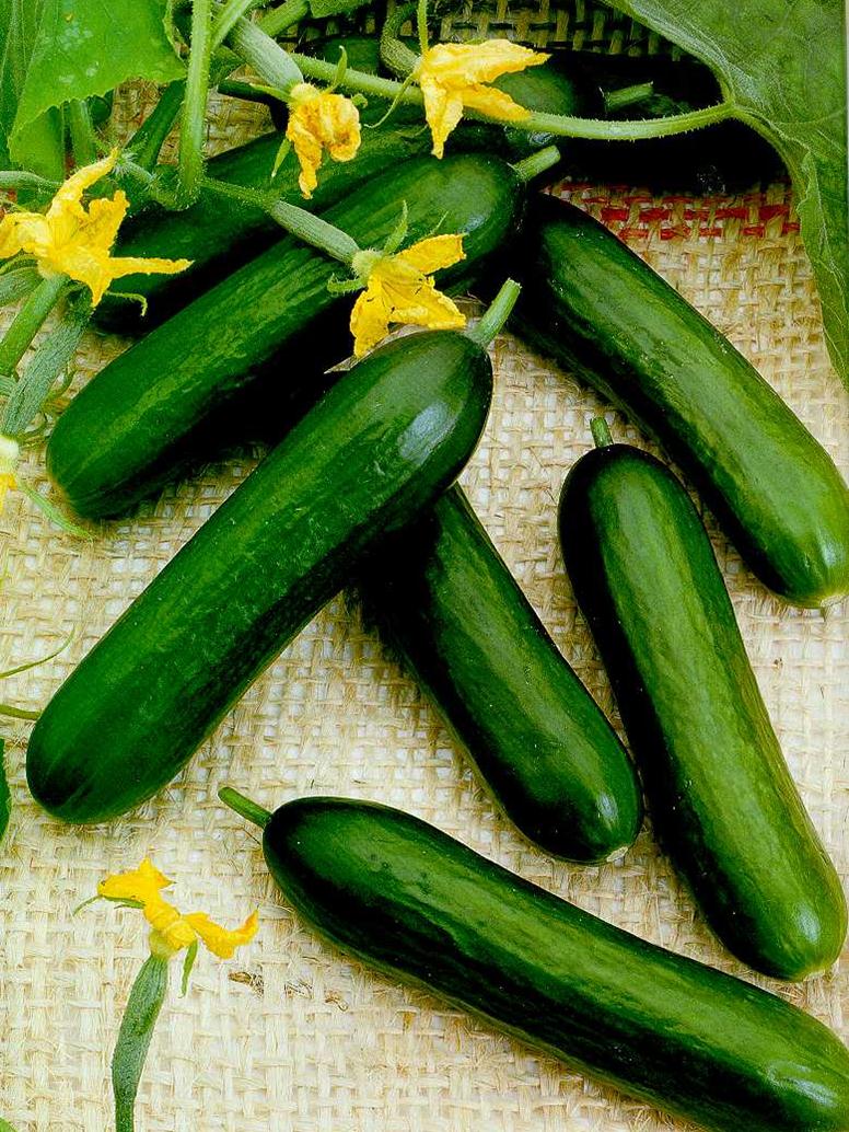 Cucumber Mini - ELATE