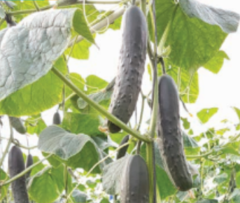Cucumber Slicing - EQUILIBRATO