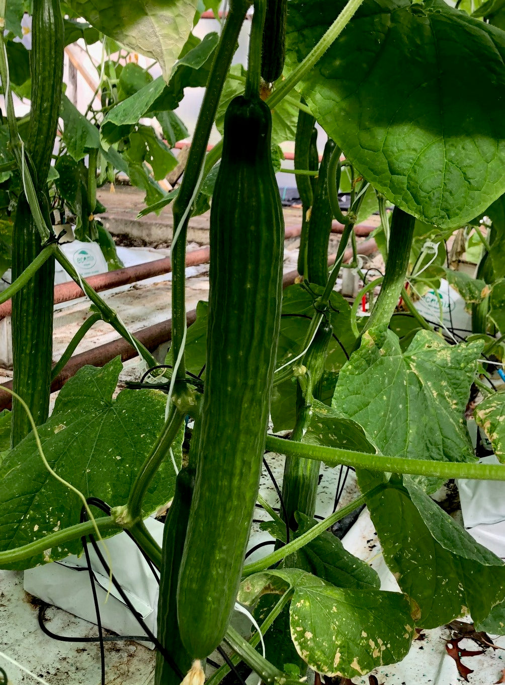 Cucumber Indoor Telegraph - Illusion