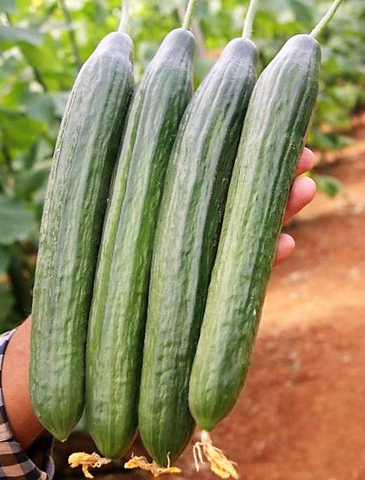 Cucumber Indoor Telegraph - Mirage