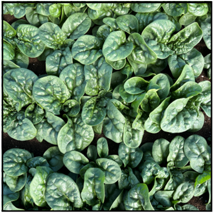 Spinach - DIAMOND