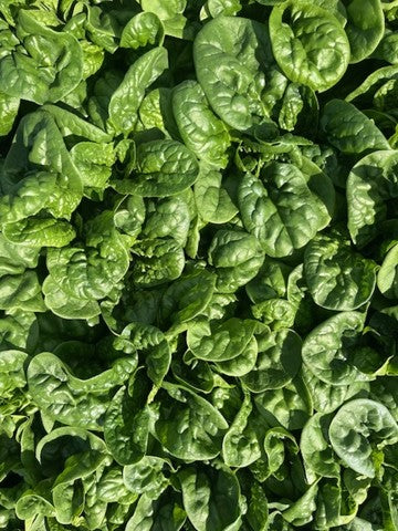 Spinach - DIAMOND
