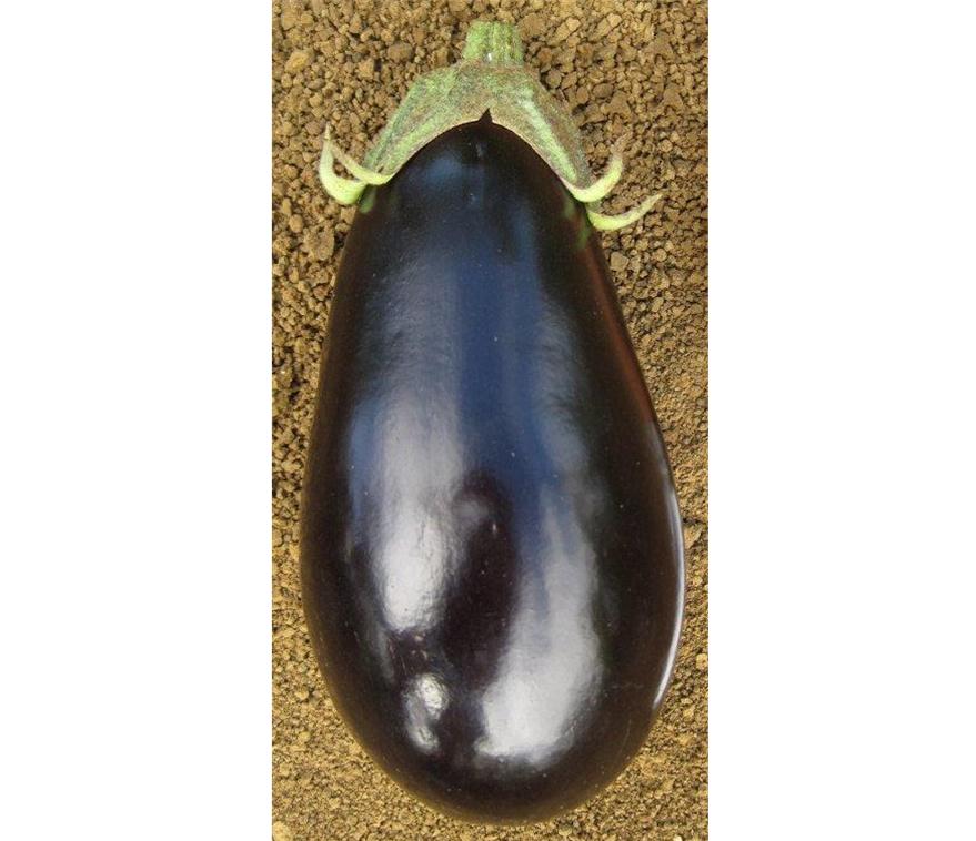 Eggplant Outdoor - SUSSEX