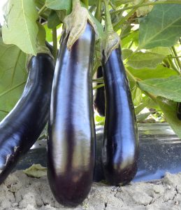 Eggplant Outdoor - Purple Long