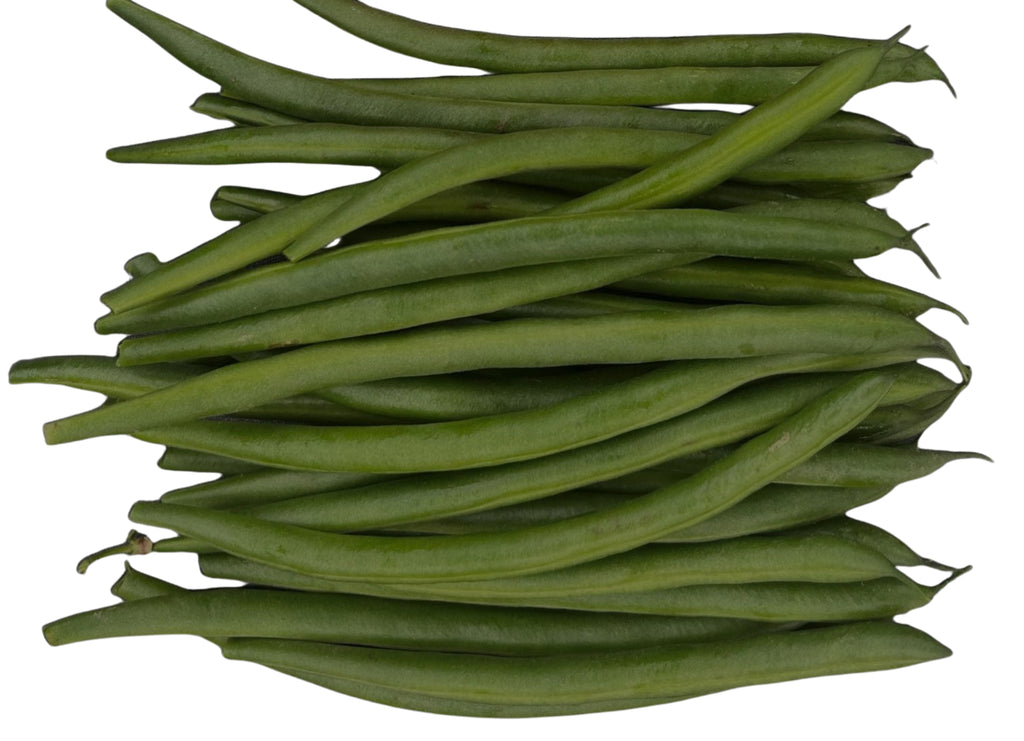 Beans Dwarf - FIREBIRD
