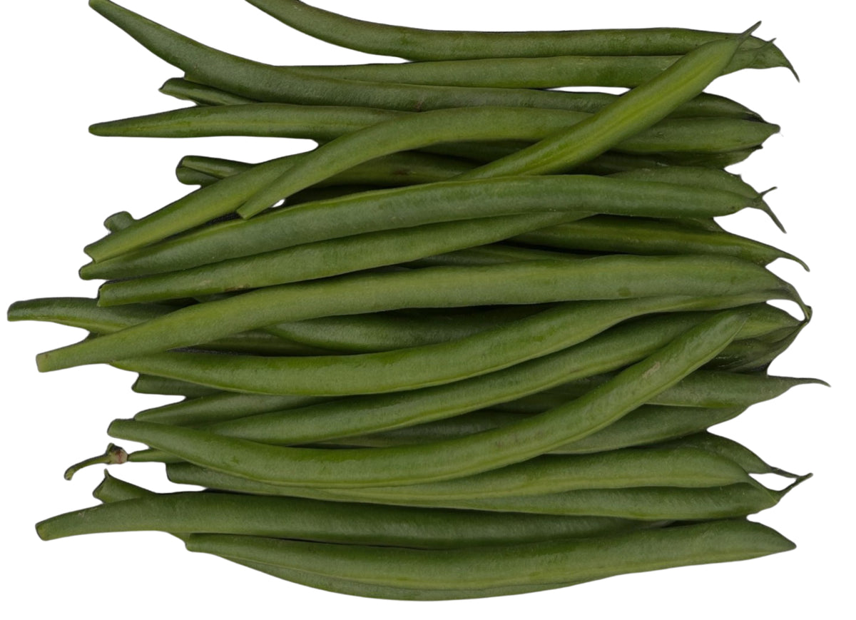 Beans Dwarf - FIREBIRD