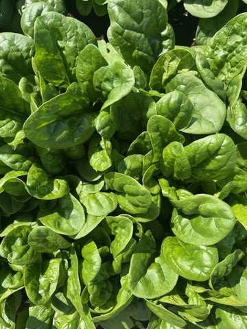 Spinach - FLINTSTONE