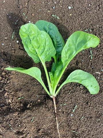 Spinach - FLINTSTONE