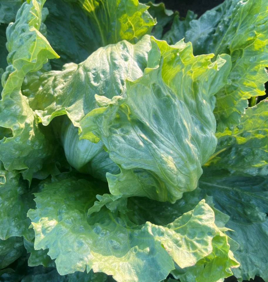 Lettuce Crisphead - GABASA