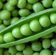 Pea - GREEN FEAST