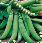 Pea - MASSEY