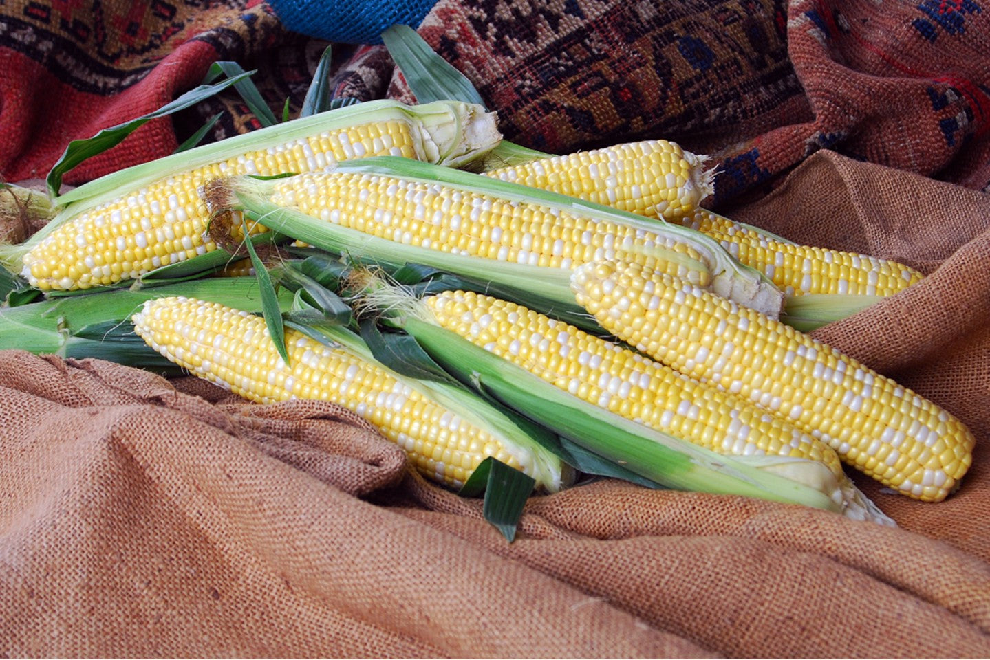 Sweetcorn Bicolour - GLOBETROTTER
