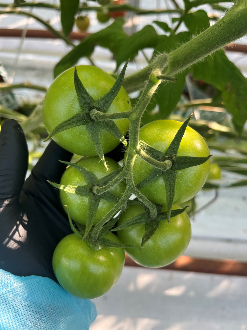 Tomato Indoor - PRINCESS