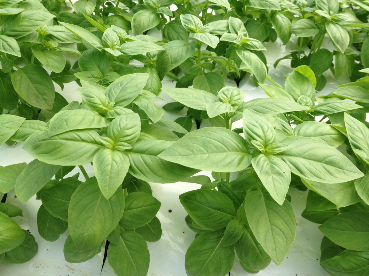 Majectic Basil Herb General - BASIL MAJESTIC – Lefroy Valley