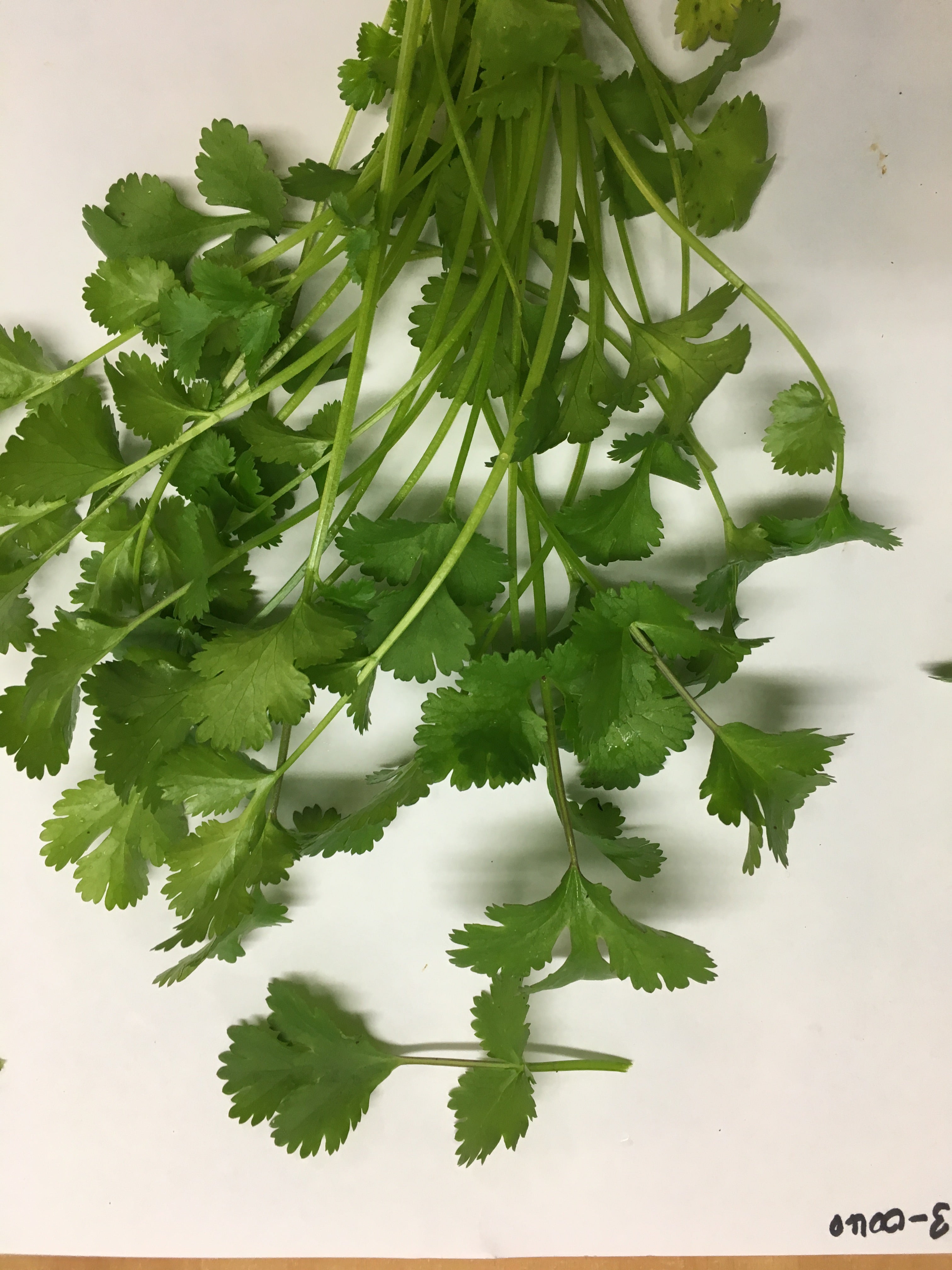 Herb General - CORIANDER