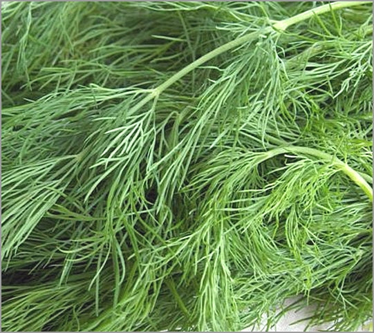 Herb General - Dill DILLICIT
