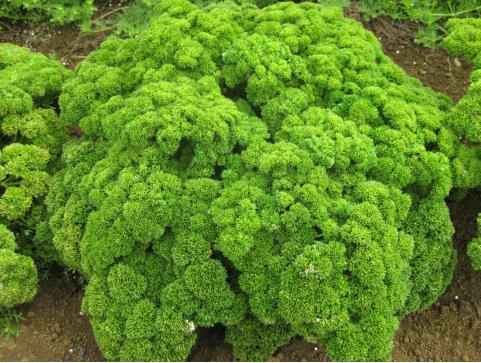 Herb General - PARSLEY AWARD