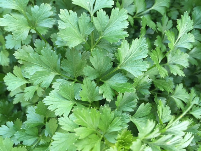 Herb General - PARSLEY CAROUSEL