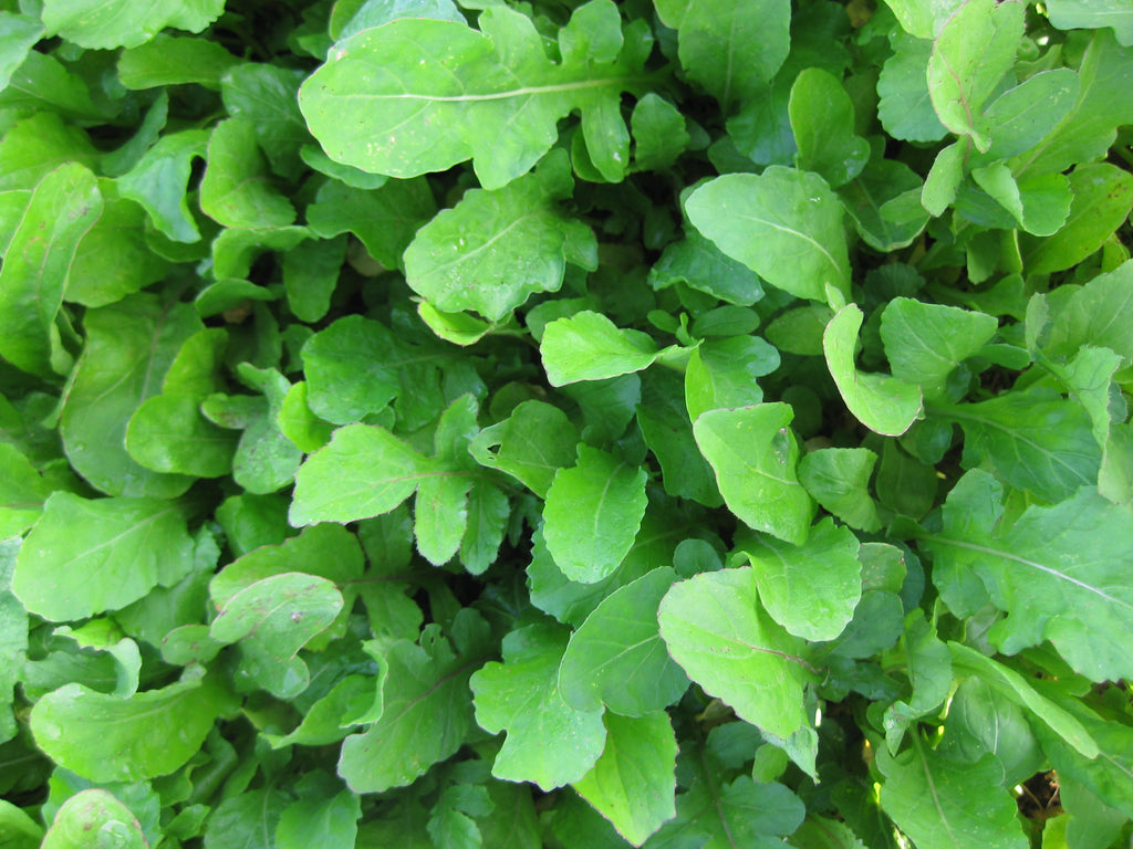 Herb Rocket - STANDARD